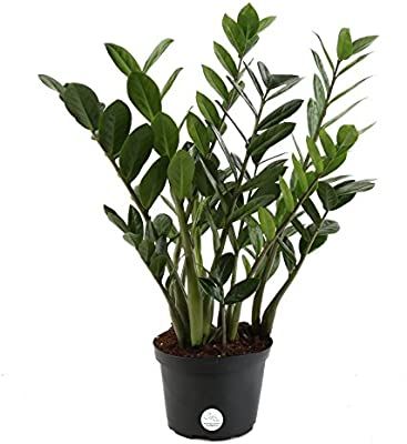 Costa Farms ZZ, Live Indoor Plant, 14-Inches Tall,  Fresh From Our Farm, Excellent Gift | Amazon (US)