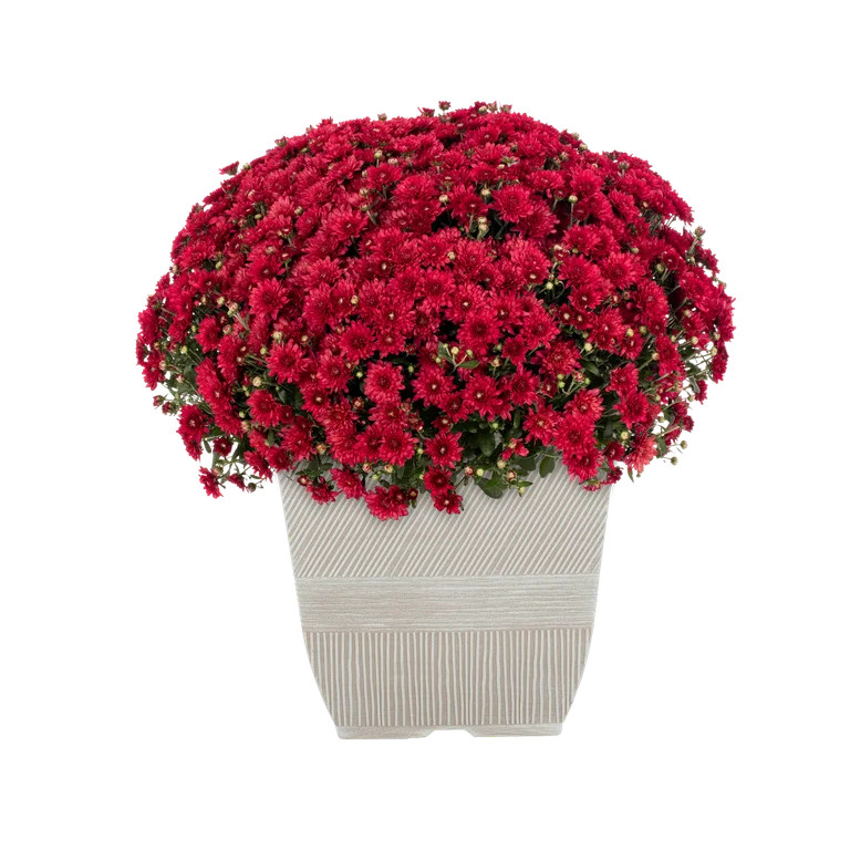 Expert Gardener 1Gal Red Garden Chrysanthemum Plant Decorative Square Pot Sun | Walmart (US)