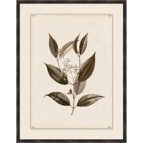 Botanical Study I | One Kings Lane