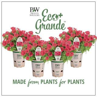 PROVEN WINNERS 4-Pack, 4.25 in. Eco+Grande Supertunia Vista Paradise (Petunia) Live Plant, Pink F... | The Home Depot