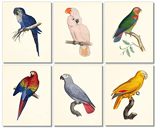 Parrot Art Prints - Bird Wall Art - Tropical Wall Art - 8x10 (Set of 6) - Unframed | Amazon (US)