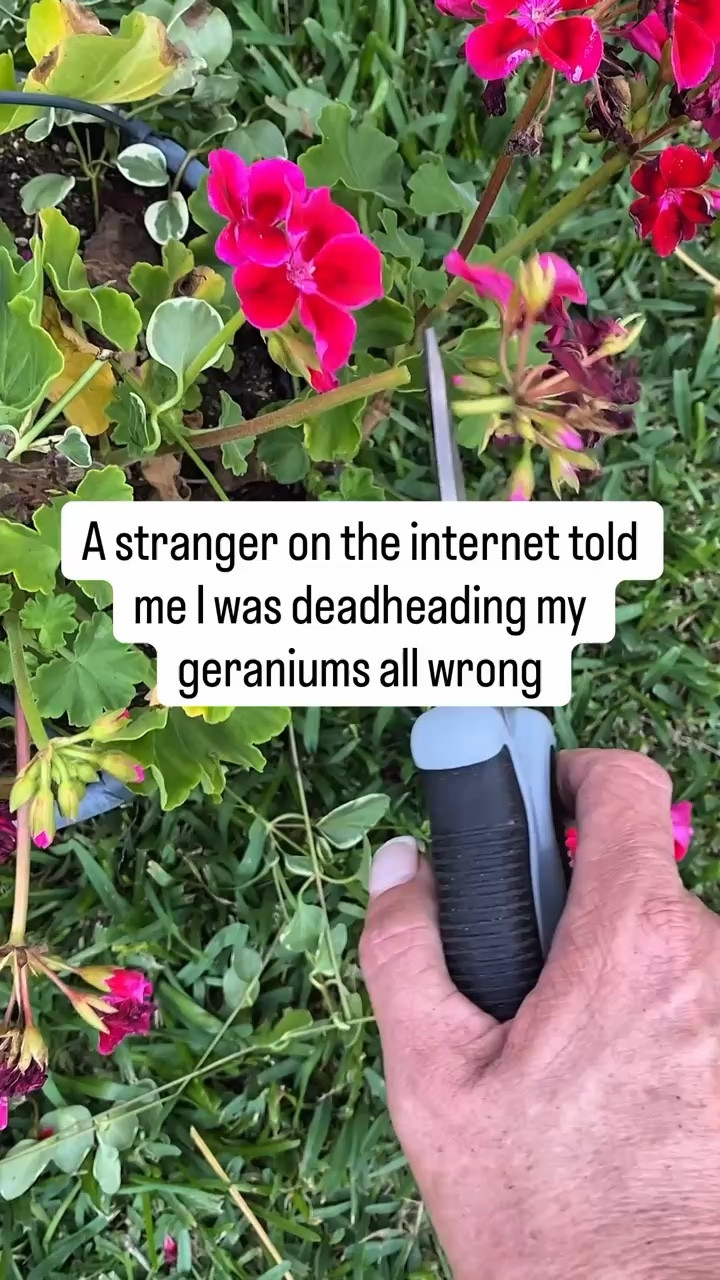 A stranger on the internet told me I was deadheading my geraniums all wrong… and honestly, they were right 😂🌸

#LTKSeasonal #LTKHome
