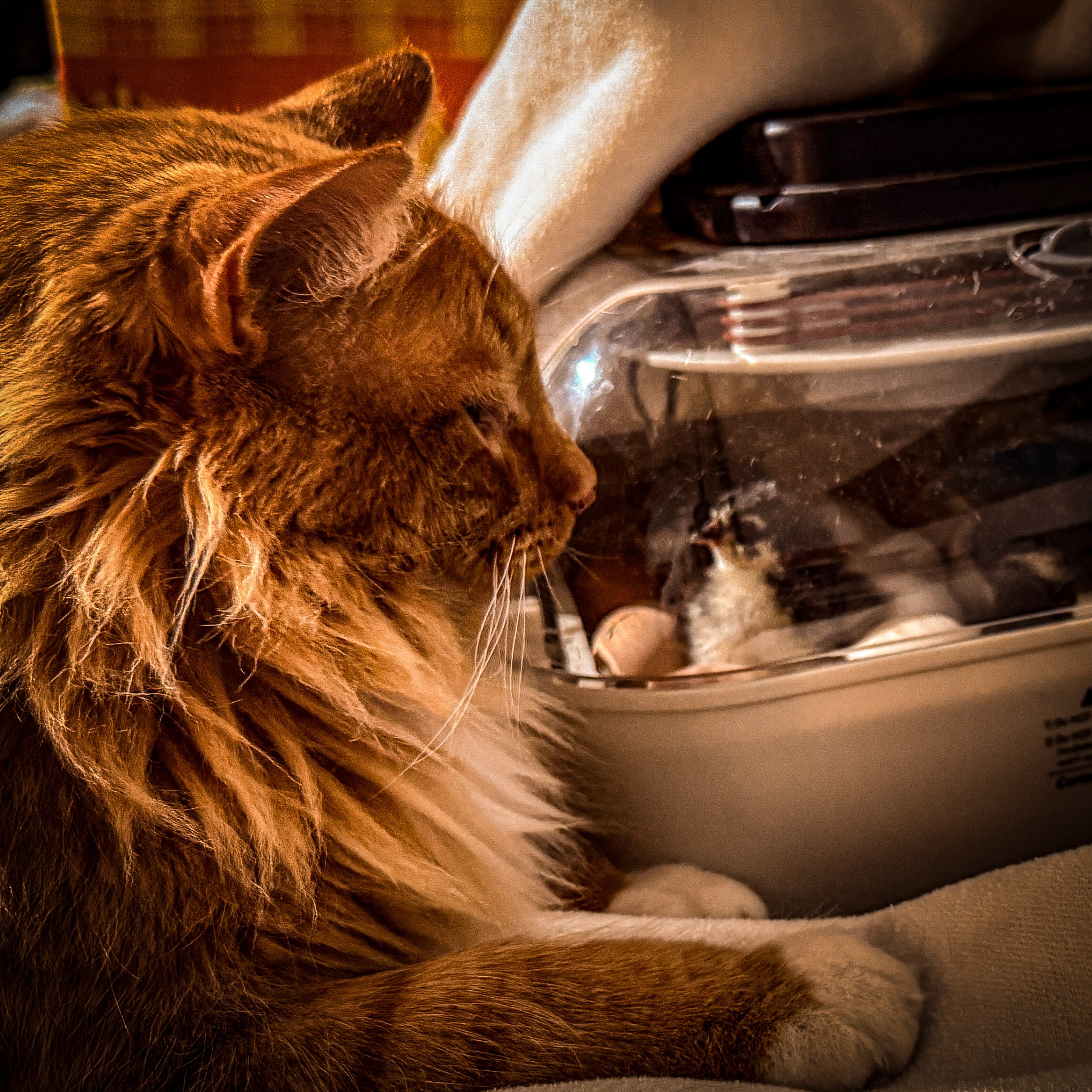 It’s hatching day and Moose is taking his Livestock Guardian Cat duties quite seriously 🤭🐣 #echoacres #pasturedeggs #hatchingday 