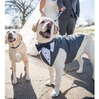 Large Dog Wedding Tuxedo With Bandanna Formal Suit | Etsy (US)