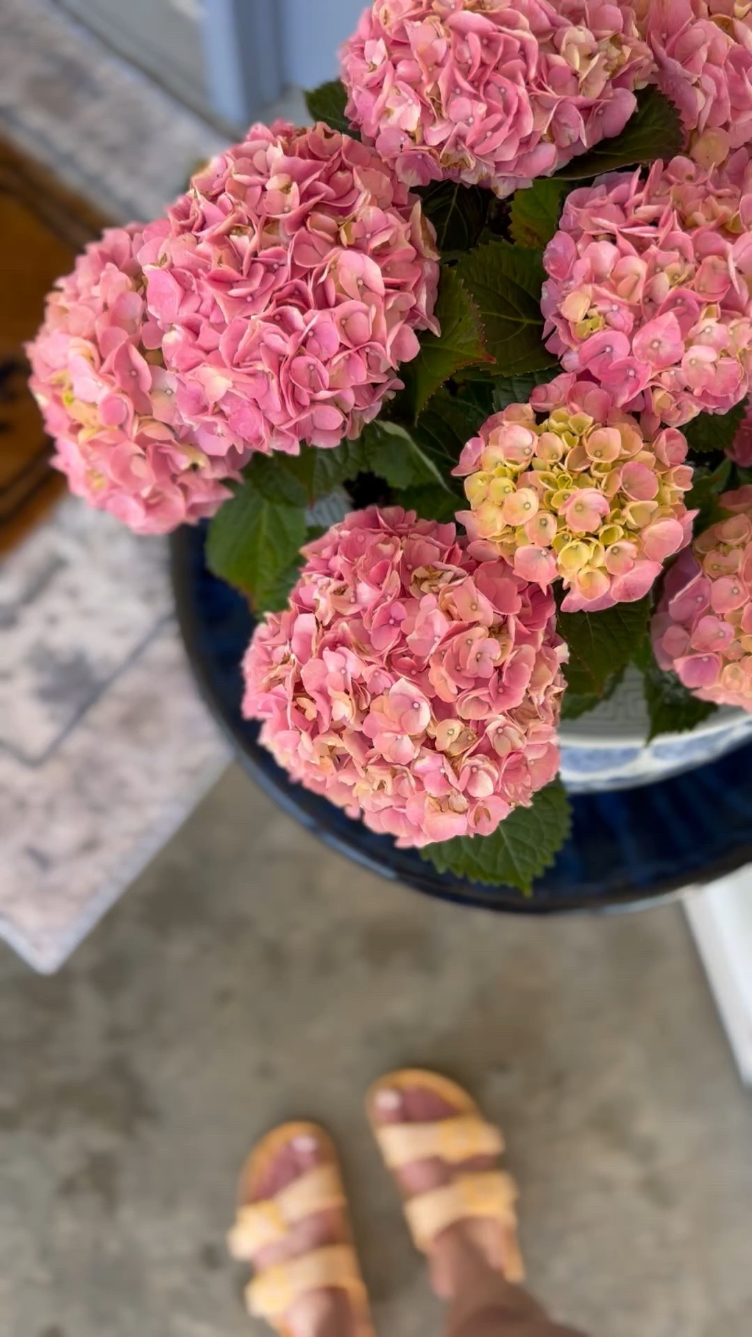 Pressure Washed the porch and potted these beautiful hydrangeas! Linked all my favorite porch finds for you! 🫶🏼

#LTKHome #LTKFamily #LTKSeasonal