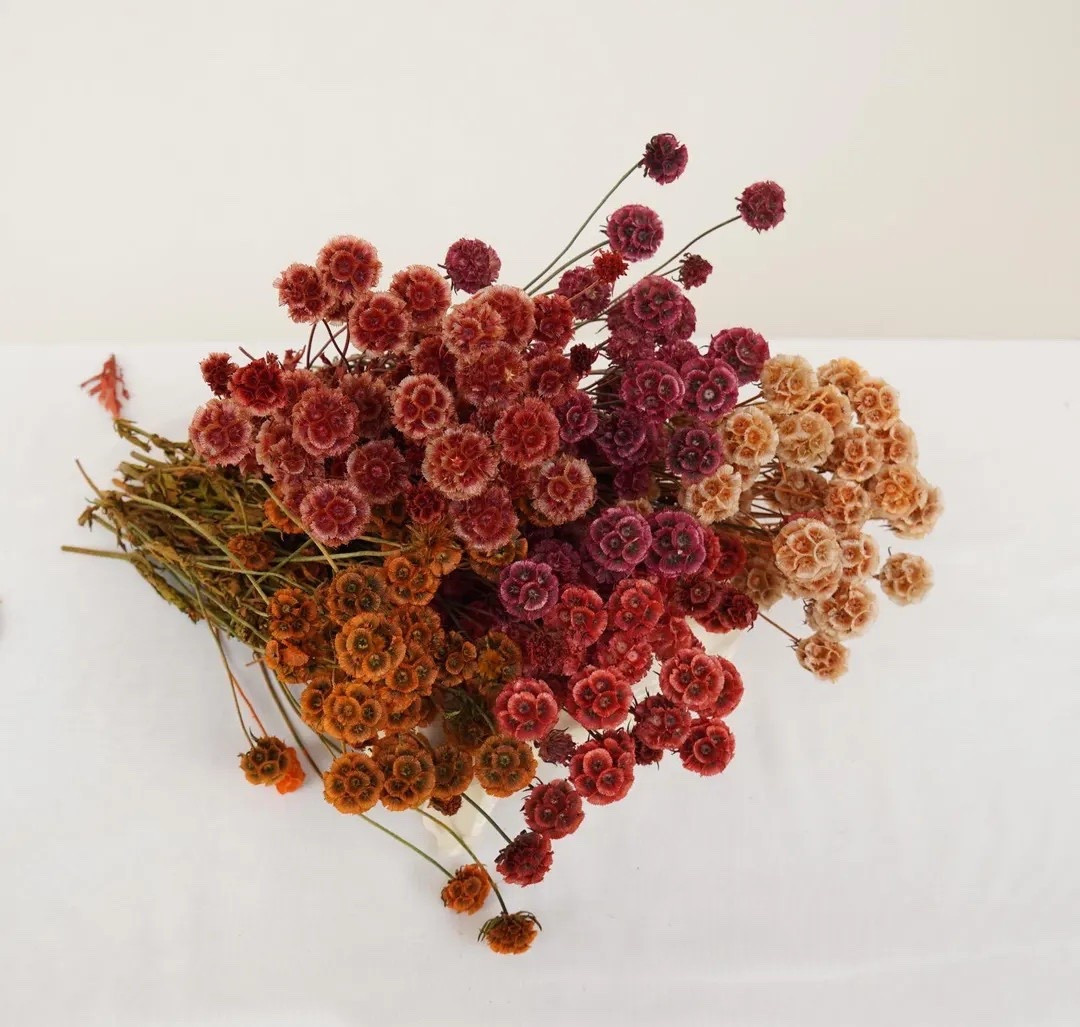 These preserved scabiosa stems from StacyShopL add effortless texture and timeless charm to any space. Sold as a bundle and measuring approximately 15–18 inches long, they’re perfect for wedding arrangements, DIY floral projects, or elevating everyday home décor. Thoughtfully shipped from Virginia, they’re a beautiful choice that’s also a little kinder to the planet thanks to shorter shipping distances.

#LTKhome #LTKwedding #PreservedFlowers #DriedFlowers #Scabiosa #WeddingDecor #DIYFlowers #EcoFriendlyDecor #EtsyFinds #FloralStyling

#LTKWedding #LTKSeasonal #LTKHome