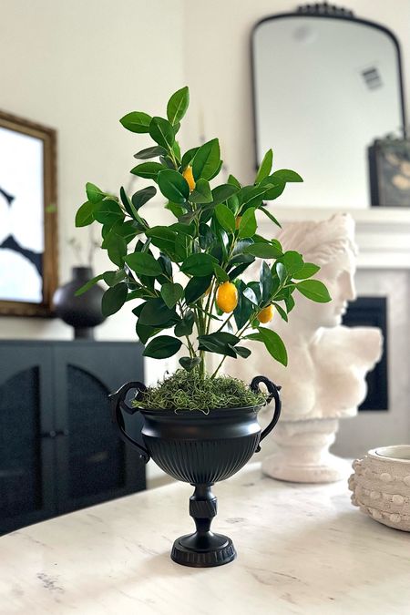 New vintage look urn! Faux lemon tree, perfect for spring 

#LTKhome #LTKfindsunder50 #LTKstyletip