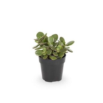 Cacti and Succulents (Mixed) in 4-oz Pot | Lowe's