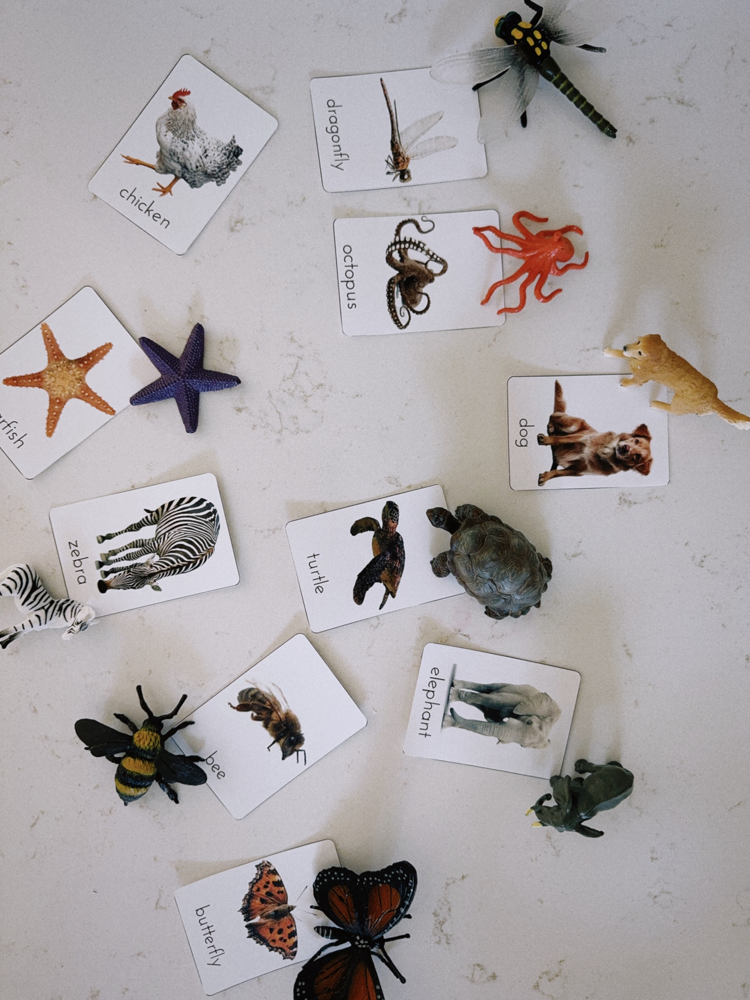 Animal recognition cards and figurines. Cards are a digital download from Etsy  

#LTKKids #LTKFamily #LTKBaby