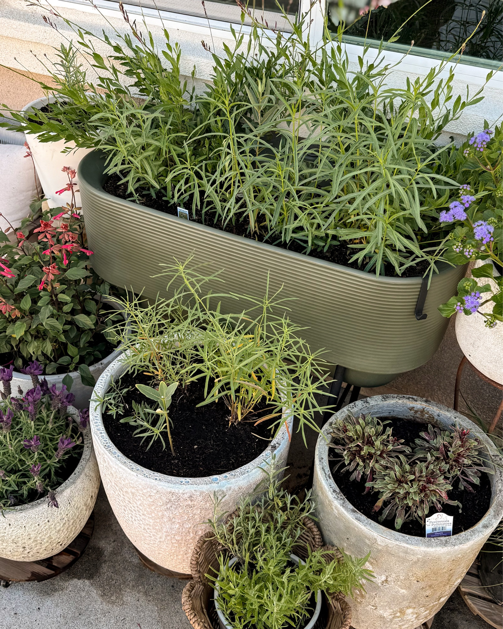 Just planted my butterfly garden! Linking all my planters, pots and containers for the patio! 

#LTKSeasonal #LTKHome #LTKdayinmylife