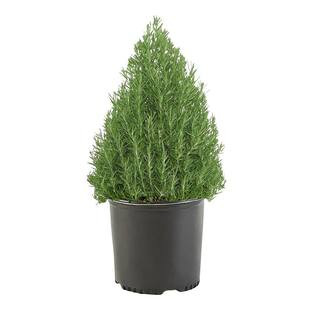 2 Gal. Rosemary Evergreen Plant with Pale Blue to White Flowers 16851 - The Home Depot | The Home Depot