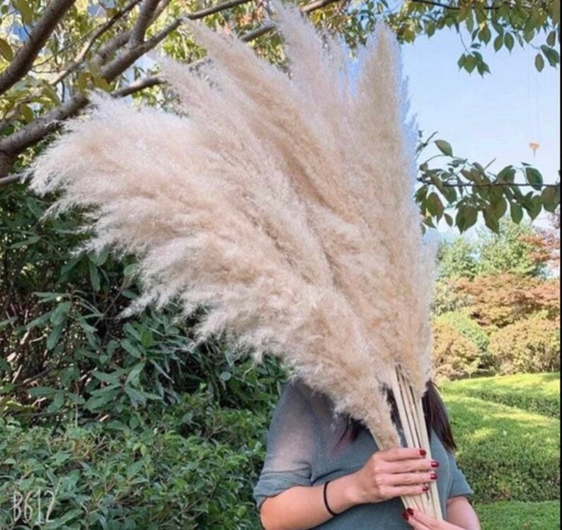 4ft Natural XL  PAMPAS GRASS  Restock Sale Home Decor - Etsy | Etsy (US)