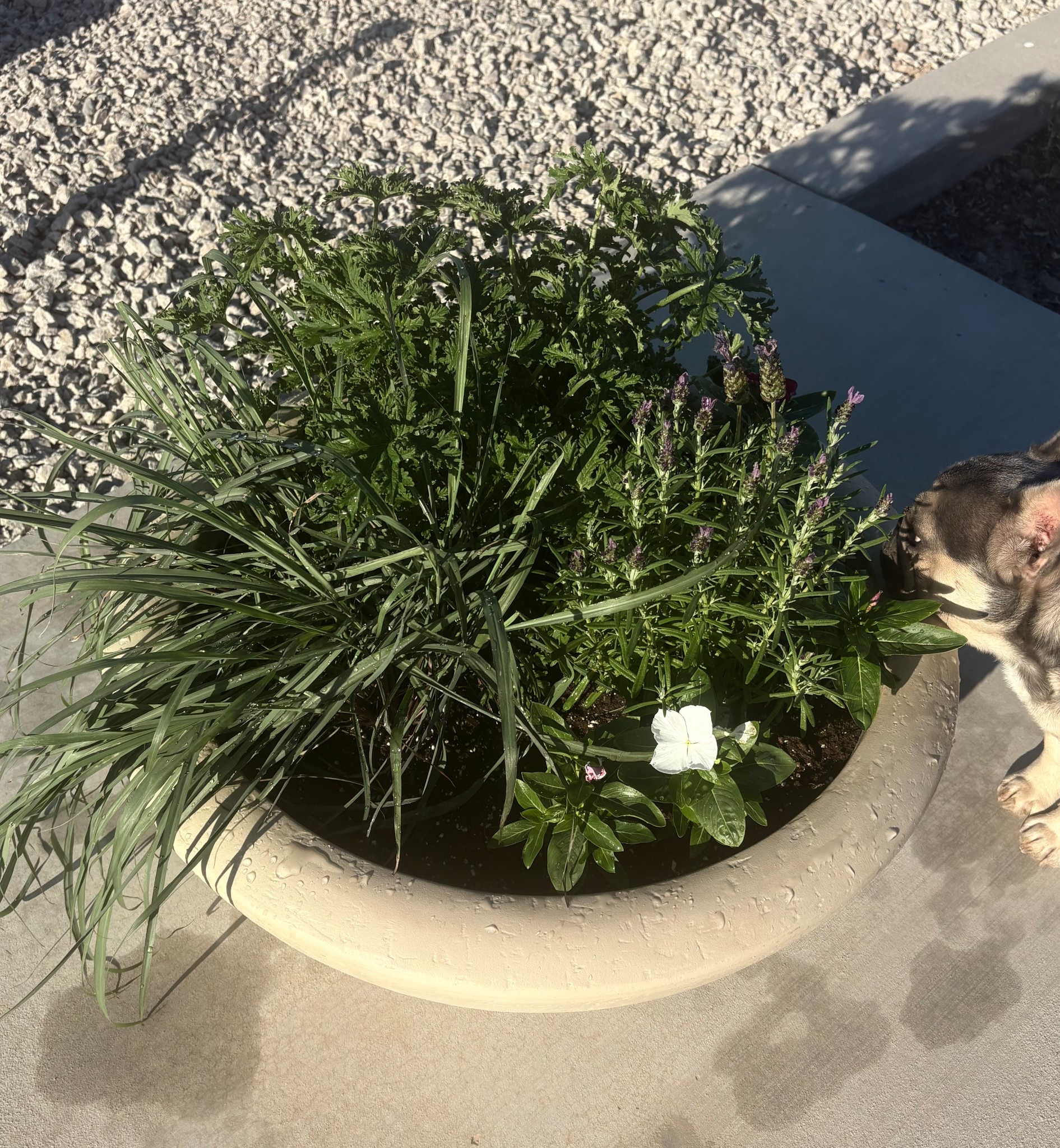 Large outdoor planter. 
Color: Crème 
Size: 26"