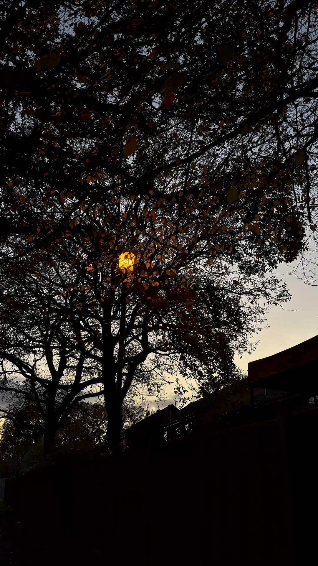 pink christmas bubbles nights 🫧✨