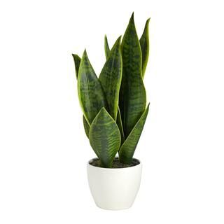 16" Potted Snake Plant | Michaels Stores