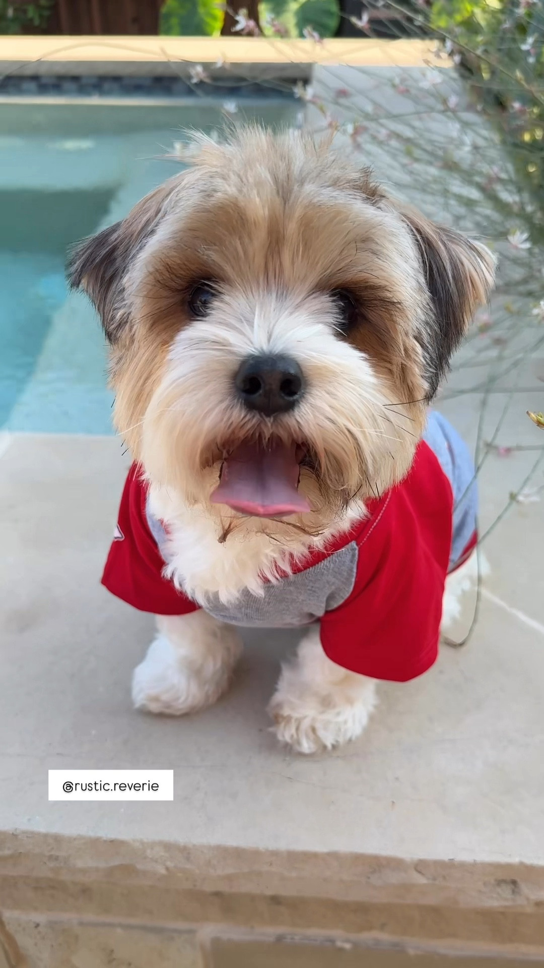 Briggs & Brody looked so cute in their Chiefs jersey and hoodie for the first game of the season! (Go Taylor’s fiancé!) Who knew you could find team shirts for all the major teams?! I’m linking the Chiefs below, but all NFL teams are included in the listings too! ❤️ yorkie dog puppy pupper furry BFF swiftie football season fall outfit watching party amazon creator favorite superbowl under $20

#LTKSaleAlert #LTKPets #LTKFindsUnder50