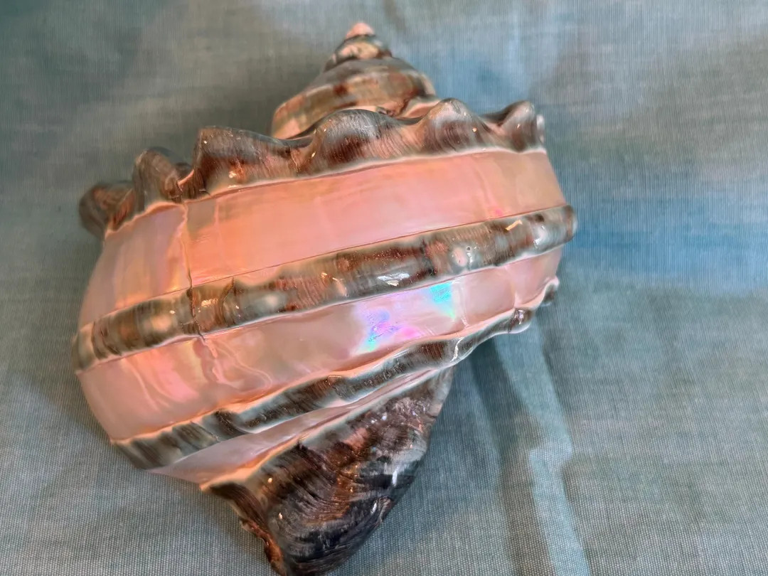 Turbo Marmoratus Ring Polished, 5 1/2 Inch Size - Etsy | Etsy (US)