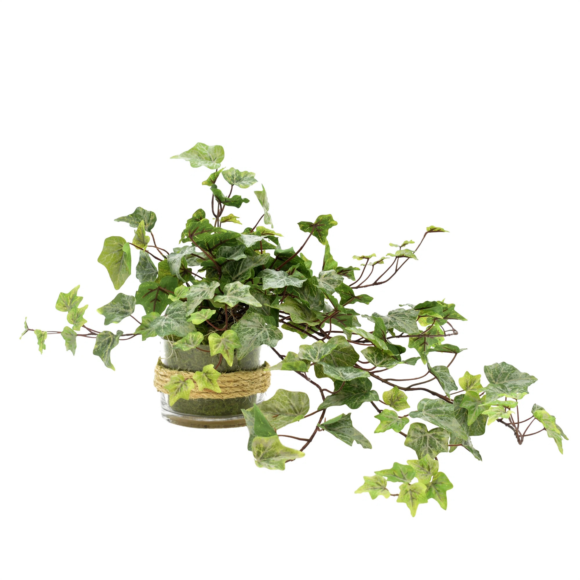 Polysilk Ivy Arrangement in Vase | Wayfair North America