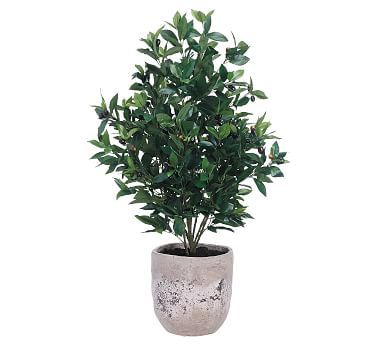 Faux Olive Tree in Cement Planter | Pottery Barn (US)