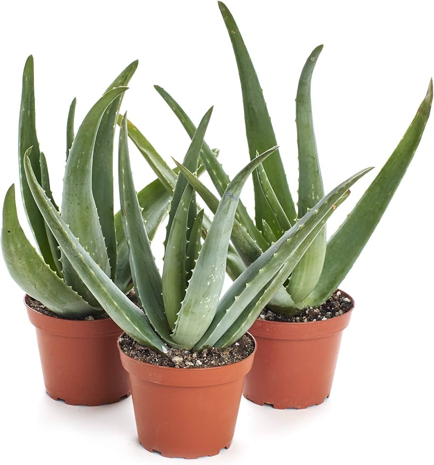 Shop Succulents | Aloe Vera Collection of Live Plants, Hand Selected Variety Pack of Mature Aloe ... | Amazon (US)