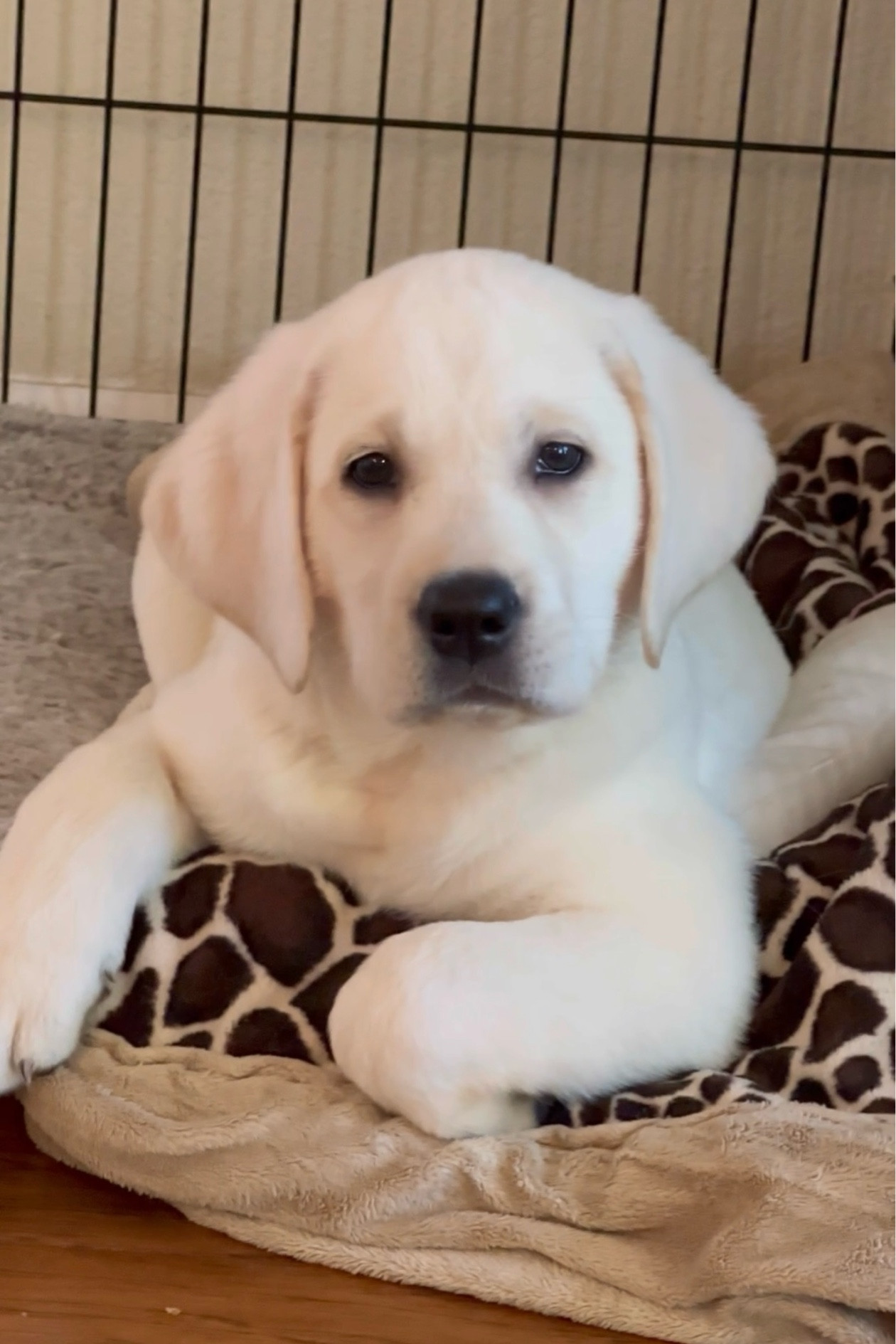 We got a new puppy on Christmas Day! Her name is Noelle. I just shared a reel about her on Instagram. Sharing here some of the products that we purchased to care for her. All that I have shared here have worked out perfectly! Crates, crate pads, training treats, puppy toys, poopy pads, etc. Oh and Puppies make GREAT Valentine’s Day gifts. ❤️😉❤️

#LTKhome #LTKGiftGuide #LTKMostLoved