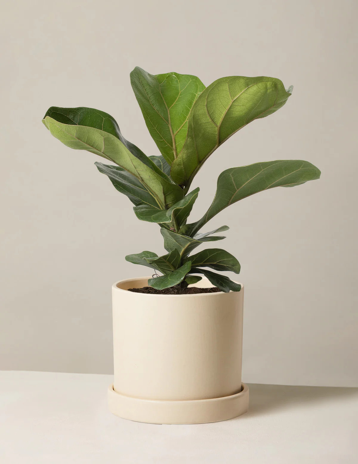 Fiddle Leaf Fig ‘Bambino’ | The Sill