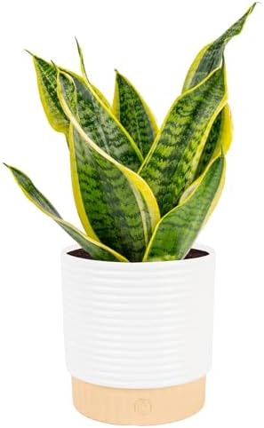 Costa Farms Snake Plant, Mother-in-Law's Tongue Live Plant in Decorative Pot, Large Easy to Maint... | Amazon (US)