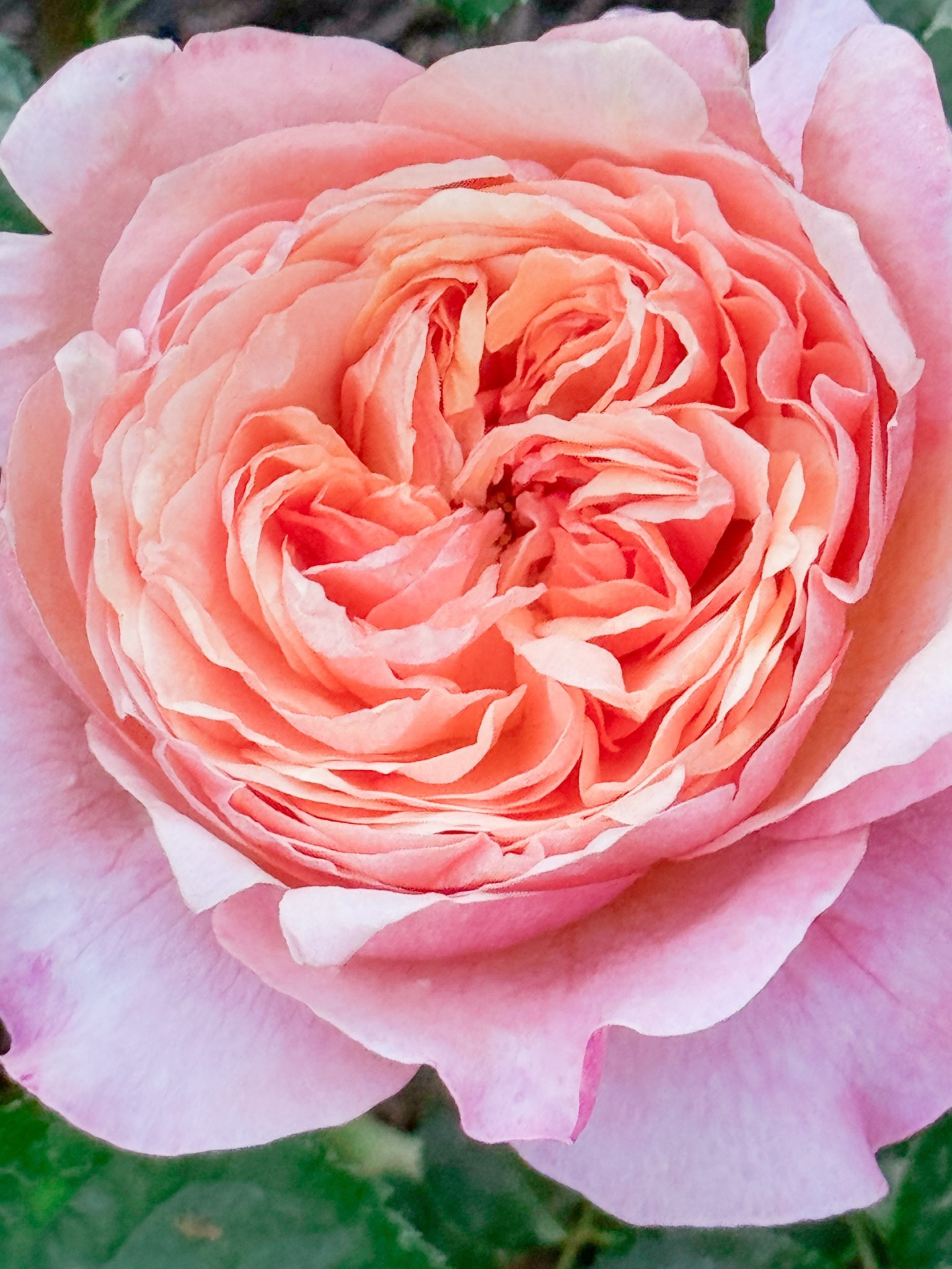 Victorian secret! 

#LTKOver40 #LTKHome #LTKdayinmylife