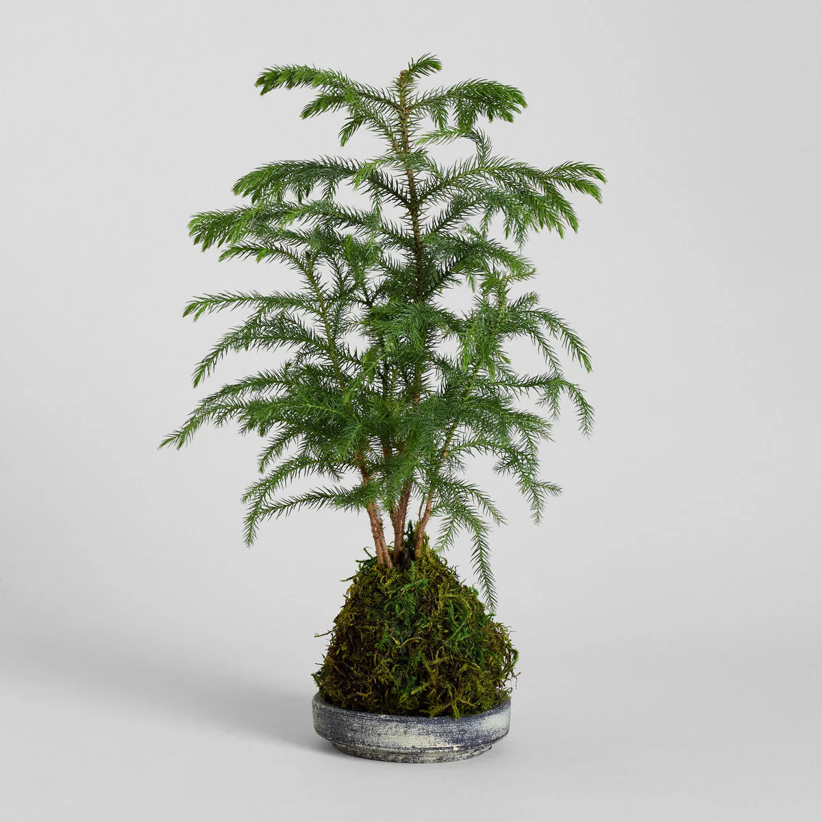Norfolk Pine Kokedama | Bloomist | Bloomist, Inc