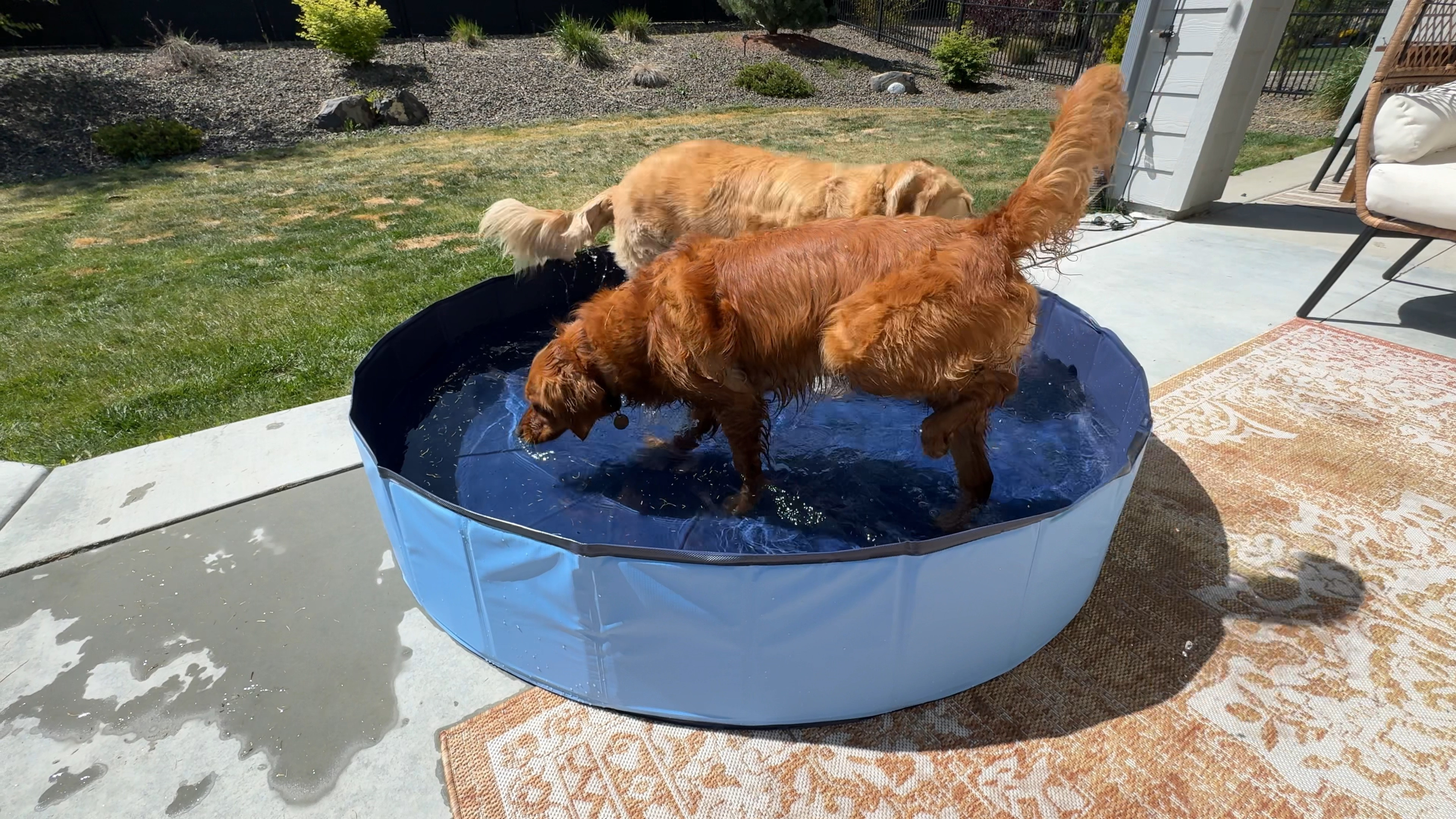 Perfect foldable summer swimming pool for dogs/kiddos. We purchased the size XXL (63”) for our two goldens (60-80lbs each) and it’s perfect! 

#LTKGiftGuide #LTKHome #LTKBaby