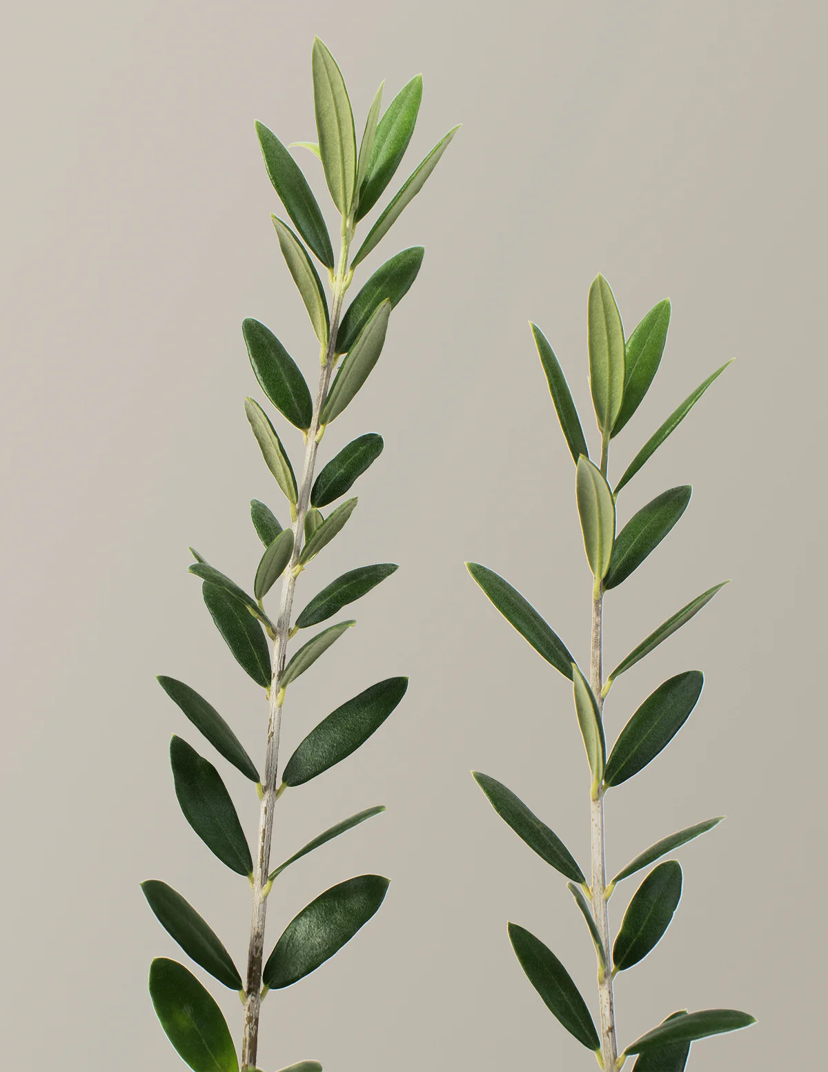 Olive Tree | The Sill