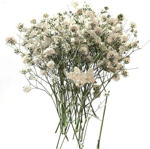 CHEUNGHAO Mini Dried Baby Breath Flowers Gypsophila Ivory Natural Flowers Dried Flowers for Vase ... | Amazon (CA)