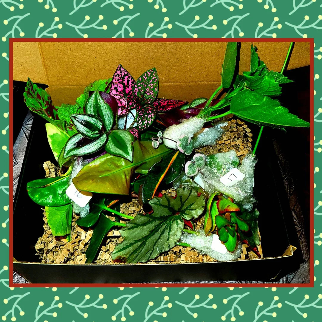 5/10/ 15 Different Plant Cuttings for Propagation - Etsy | Etsy (US)