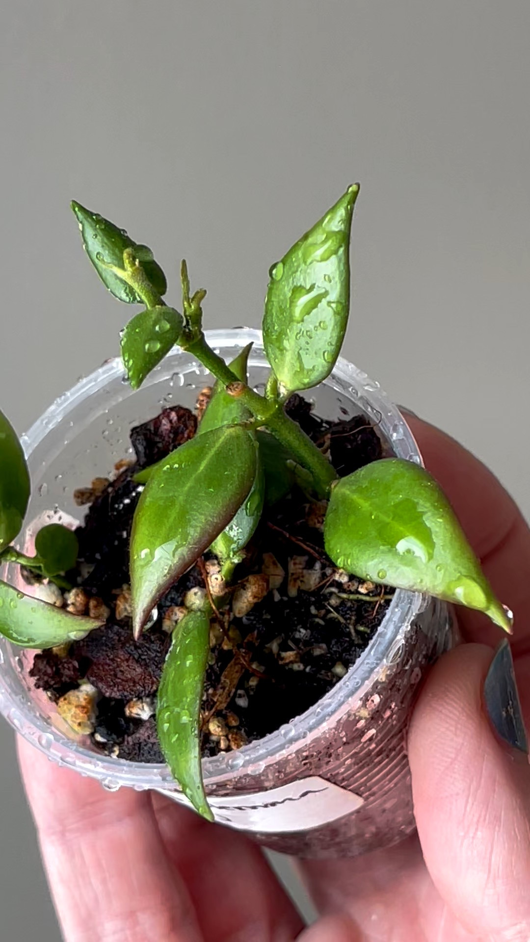 This little #hoyamicrostemma is bringing a whole lot of wow in a bite-sized package. Thank you to Casey with @its.always.hoya for getting this on into my collection!

#ilovehoyas #hoyacollector #hoyahead #hoyaappreciation #hoyacollection #plantsmakemehappy #ihavethisthingwithplants #hoya #

#LTKFindsUnder50 #LTKFindsUnder100 #LTKHome
