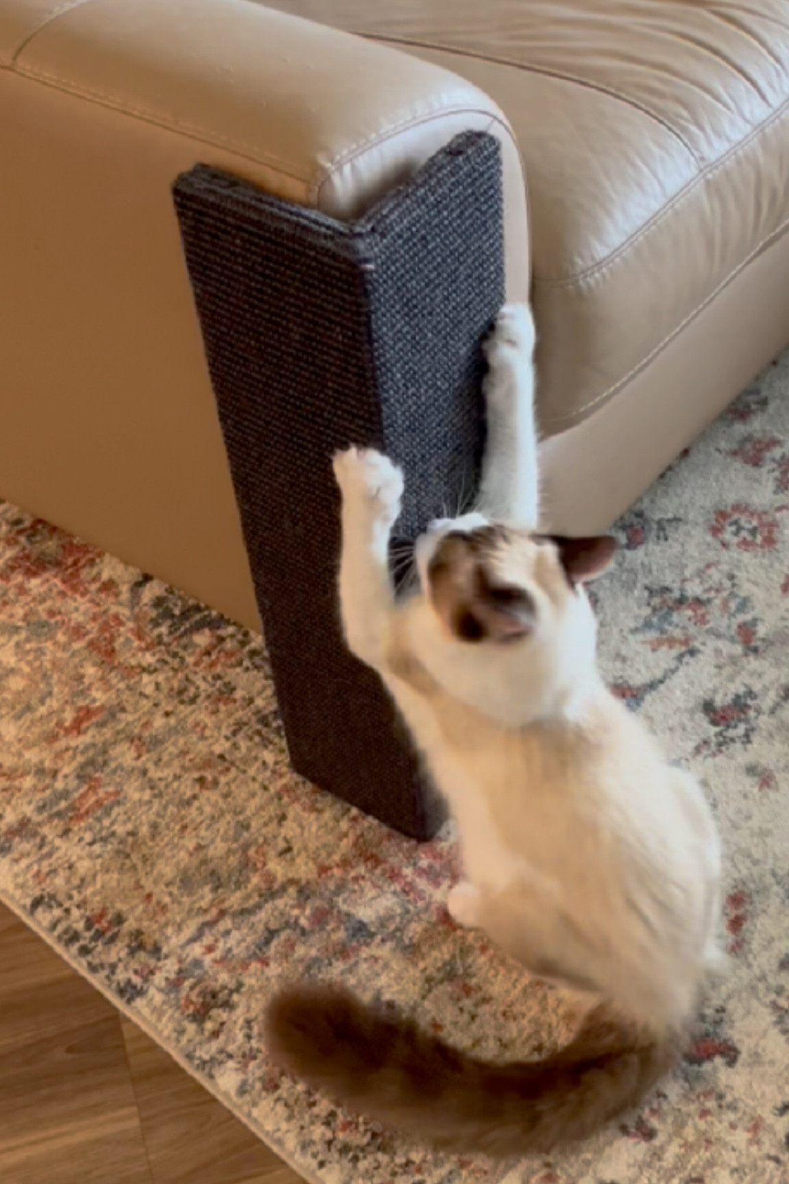 Amazon Favorites, amazon finds, amazon must haves, amazon essentials, amazon under $50, amazon under $100, amazon pet must haves , amazon made me buy it, found it on amazon 

#LTKunder50 #LTKsalealert #LTKunder100