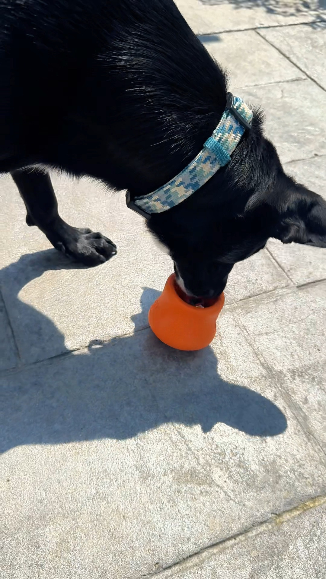 The West Paw treat-dispensing puzzle toy was an absolute winner with my pup! 🐾 It’s perfect for holding large treats, wet food, or even freezing with goodies to keep them engaged for hours. A must-have for every dog parent!

#pettoy

#LTKFamily #LTKActive #LTKVideo