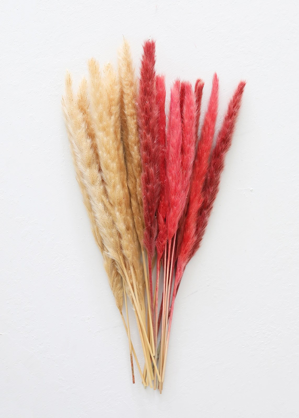 Colorful Pampas Bundle - 20 Stems - 16-18" | Afloral (US)