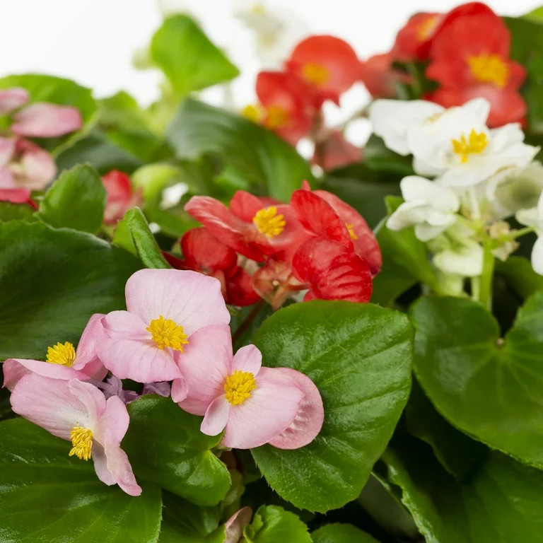 Expert Gardener 4-Pack Multicolor Begonia Live Annual Plant Sun - Walmart.com | Walmart (US)