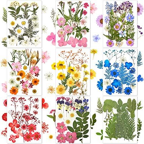 167 Pieces Real Dried Pressed Flowers Natural Dried Flowers Leaves Colorful Dry Daisy Flowers Mix... | Amazon (US)