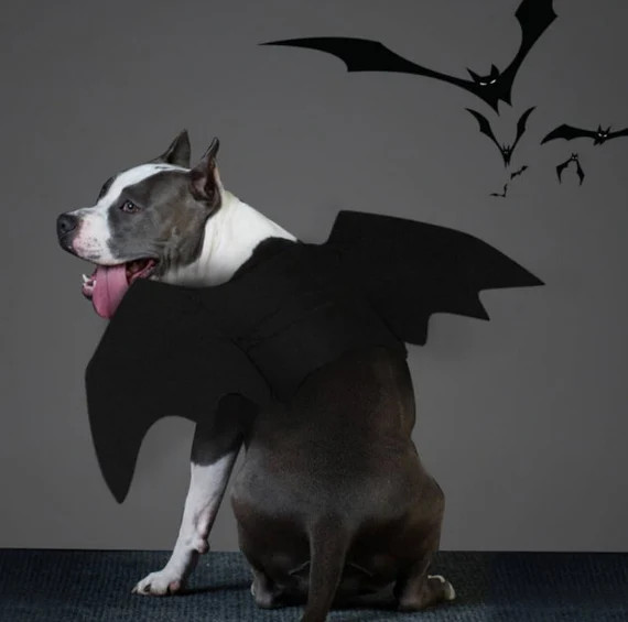 Bat Wings for Dogs and Cats Halloween Costume | Etsy (US)