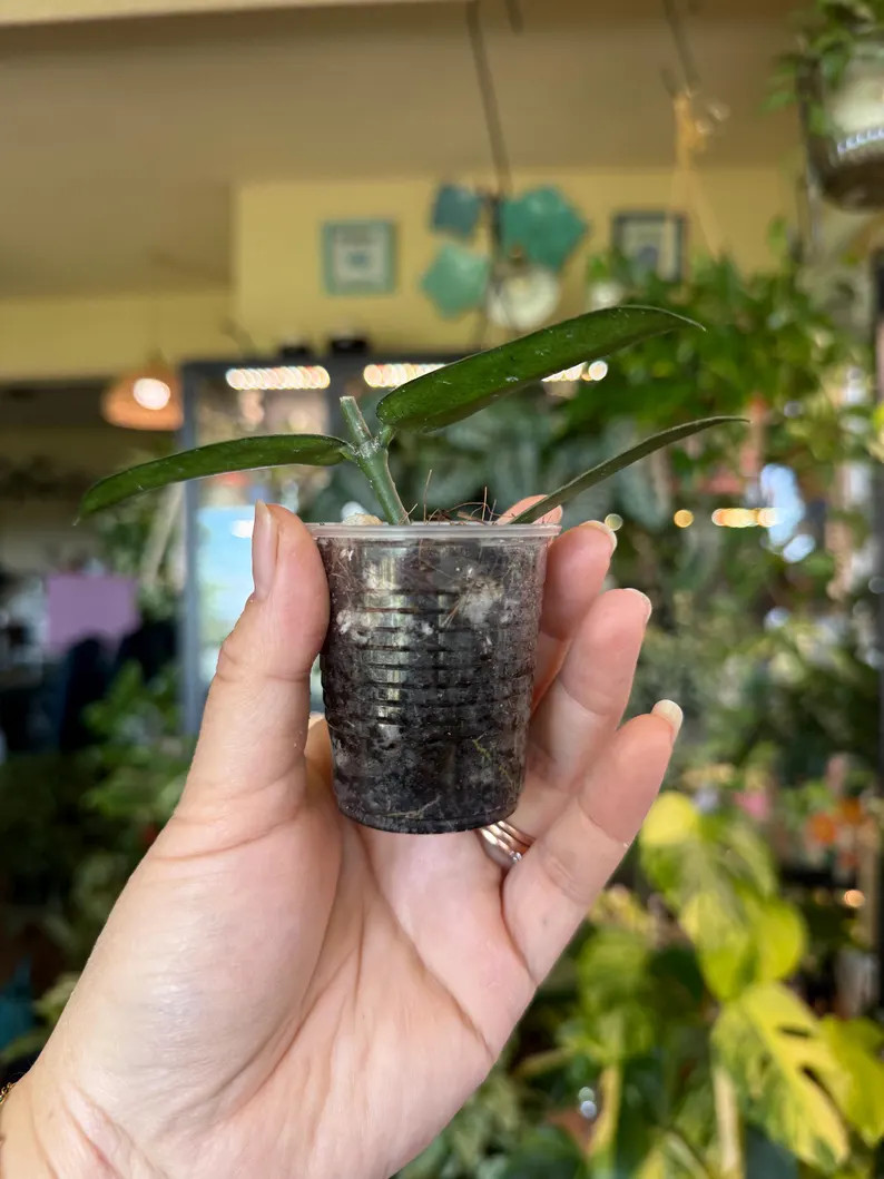Hoya Pandurata Silver Rare and Rooted with Peduncle! | Etsy (Global)