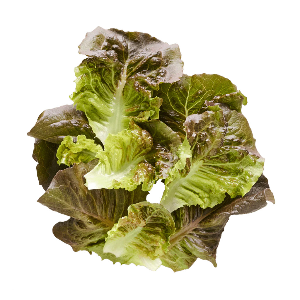 Pomegranate Crunch Romaine | Lettuce Grow
