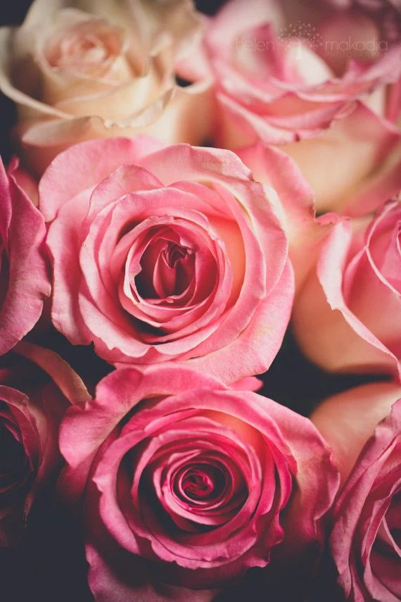 rose photograph, roses, cluster of roses, shades of pink, wall art, feminine, romantic, shabby chic  | Etsy (US)