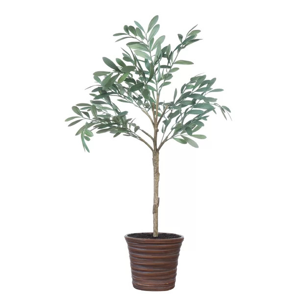 Olive Tree in Pot | Wayfair North America