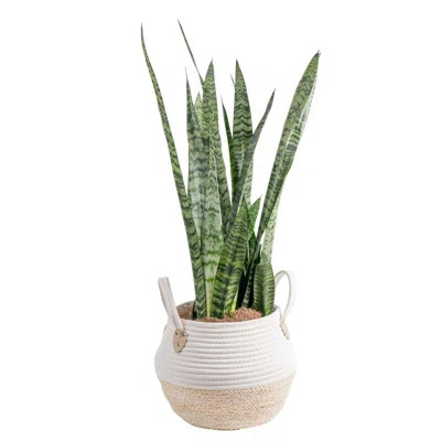 Costa Farms Indoor Snake Plant Sansevieria Grower's Choice House Plant in 10-inch Weave Basket | Wayfair North America