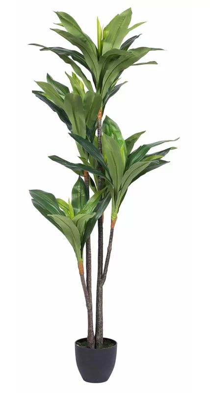 Dracaena Tree in Pot | Wayfair North America