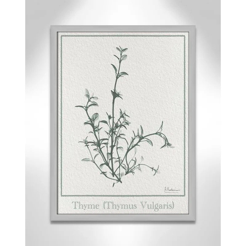 Thymus Vulgaris by Albert Koetsier | Wayfair North America