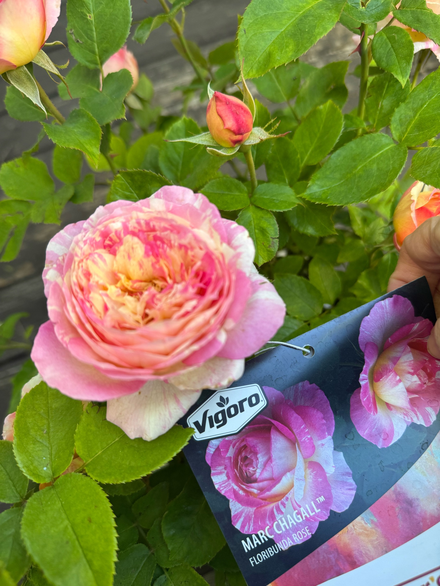 Adding a new rose to the rose garden🫶🏻. Don’t know what to buy for Mother’s Day?? I bet she would be happy with a rose bush

#LTKHome #LTKSeasonal #LTKMothersDay