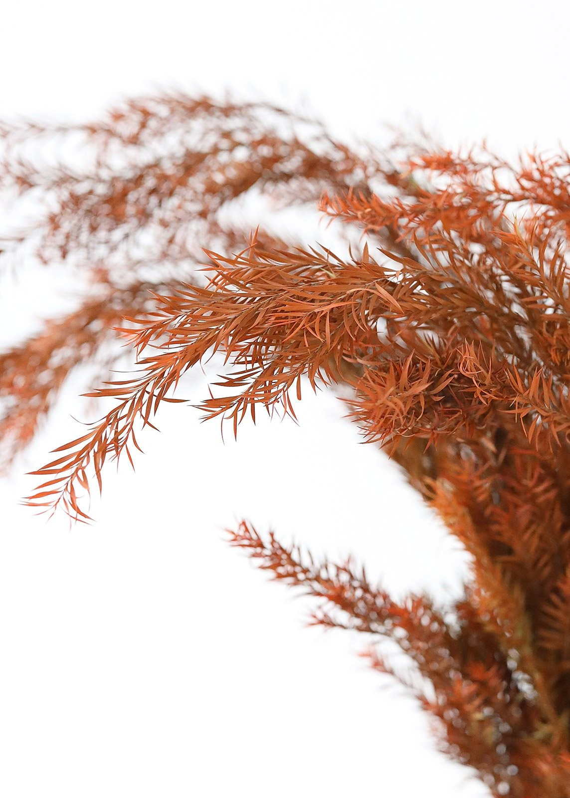 Terracotta Preserved Melaleuca Bracteata Leaf Bundle - 20-28" Tall | Afloral (US)