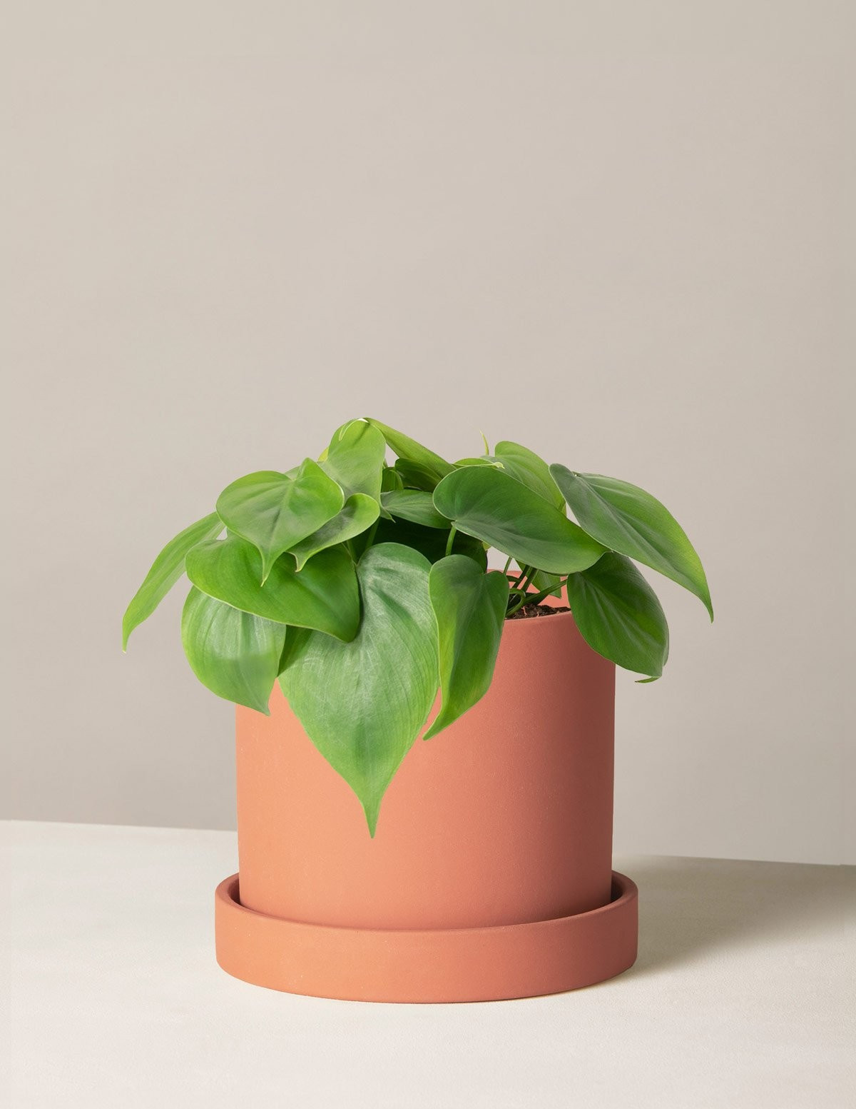 Philodendron Green | The Sill